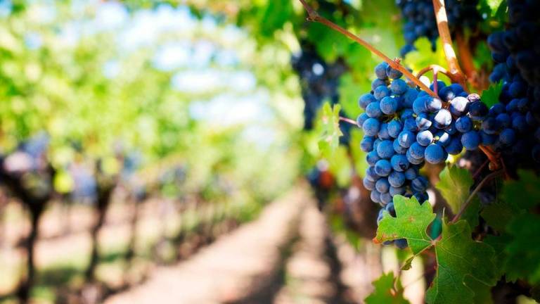 La URV creará un sello digital del vino a nivel internacional