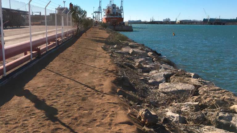 $!El Port de Tarragona instal·la una plataforma de sauló per a la gavina corsa