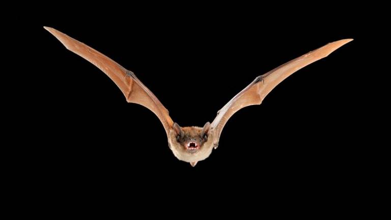 Un ejemplar de murciélago hortelano como el que es más habitual en Calafell. FOTO: DT