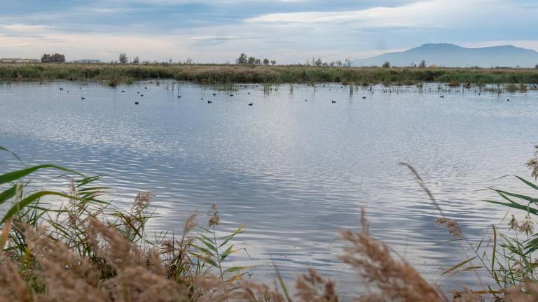Una zona d’aiguamolls al delta de l’Ebre, amb una gran biodiversitat. Foto: Joan Revillas