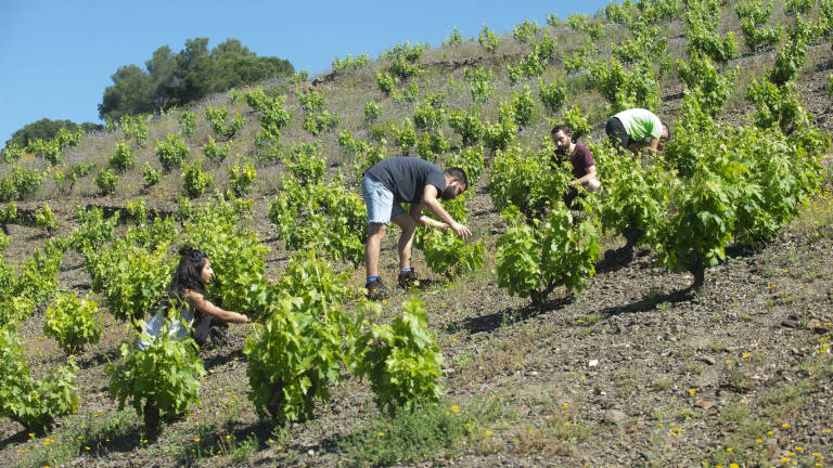 Els viticultors esperen poder donar sortida a la collita. FOTO: Joan Revillas