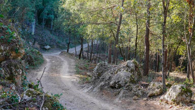 La pista forestal del camino de vuelta. FOTO: Santi Garcia