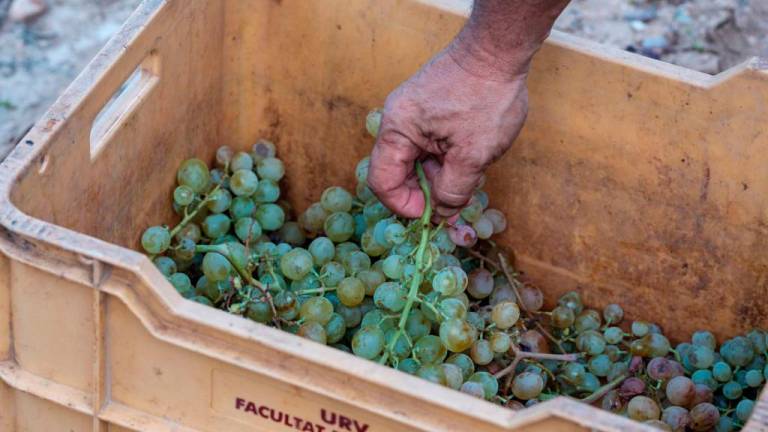 $!La URV ‘encuentra’ la fórmula para mejorar vinos