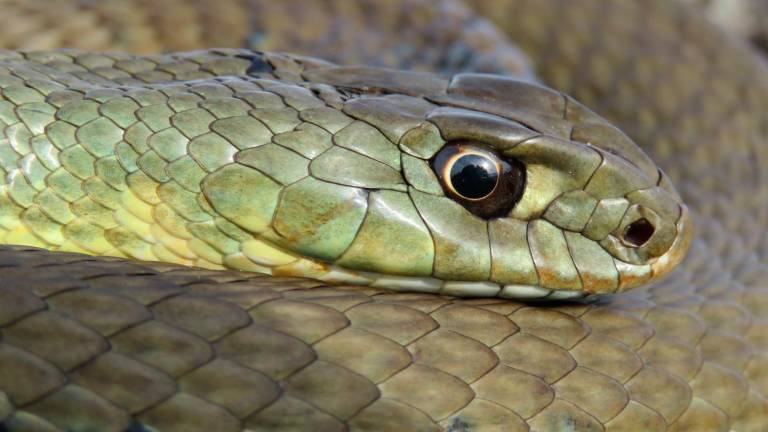 Un ejemplar de serpiente de Montpellier. FOTO CREAC
