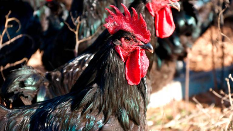 Augmenten les vendes de gall del Penedès tot i la pujada de preu fins els 2,5 euros el quilo