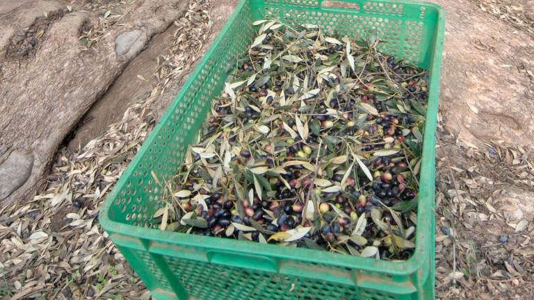 Olives acabades de collir d’una finca de les Terres de l’Ebre. Foto: Joan Revillas
