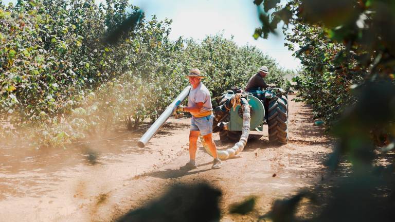 L’avellaner és l’arbre més sensible a la conductivitat. Foto: Alba Mariné