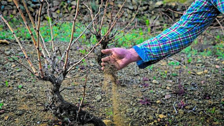 La sequía amenaza a los campos del Baix Penedès. FOTO. ALFREDO GONZALEZ