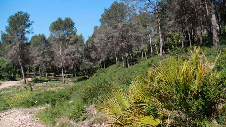 El parque ecohistórico de Tarragona es una de las zonas donde se gestionará la masa forestal para crear una zona de seguridad para bomberos en caso de incendio. Foto: ACN