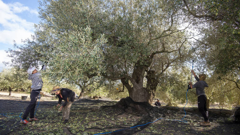 Una familia recogiendo las aceitunas de un olivo en las Terres de l’Ebre. FOTO: JOAN REVILLAS
