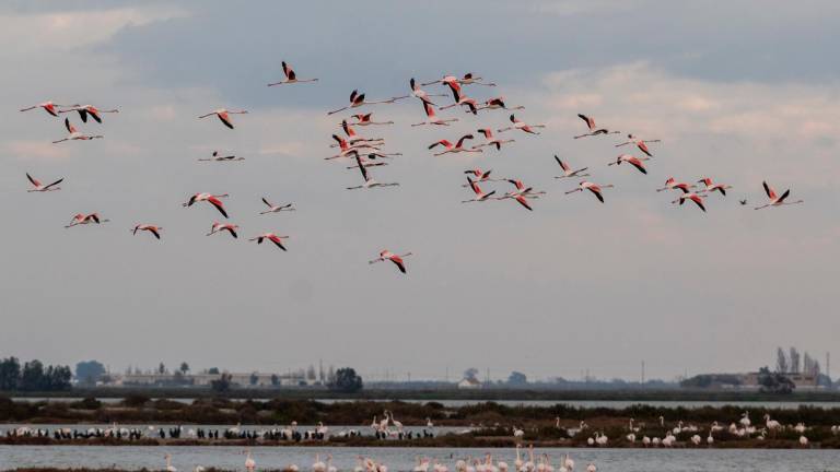En los últimos 15 años ha desaparecido un kilómetro y medio de costa en el Delta de l’Ebre. Foto: Joan Revillas