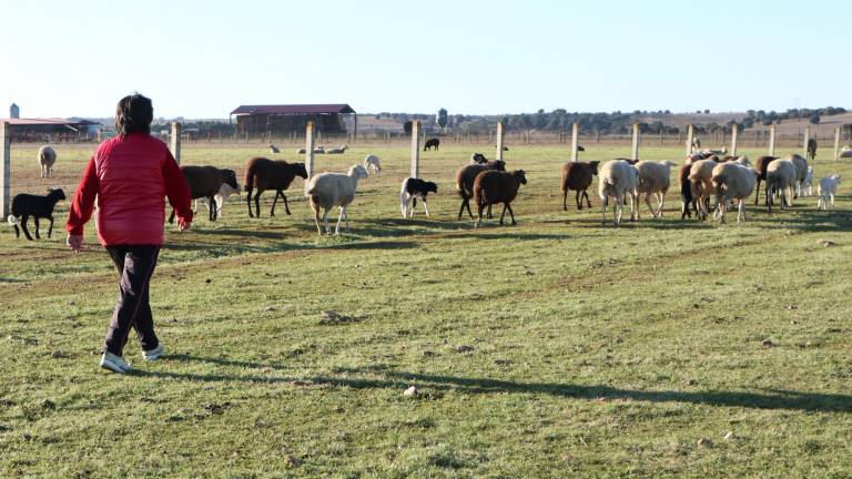 Una ganadera y sus ovejas, en una imagen de archivo. Foto: EFE