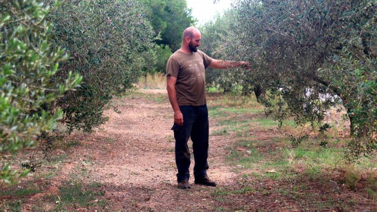 Sergi Claramunt mirant els desperfectes que els lladres han ocasionat a les oliveres de la seva finca. Foto: ACN