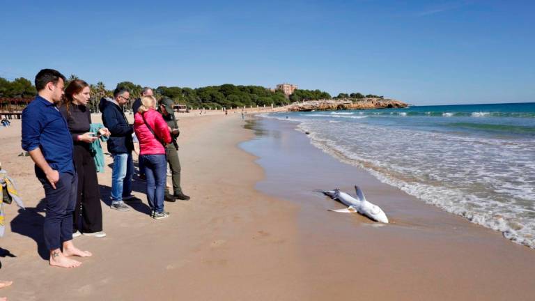 Imagen del tiburón aparecido en L’Arrabassada, en Tarragona. Foto: Marc Bosch