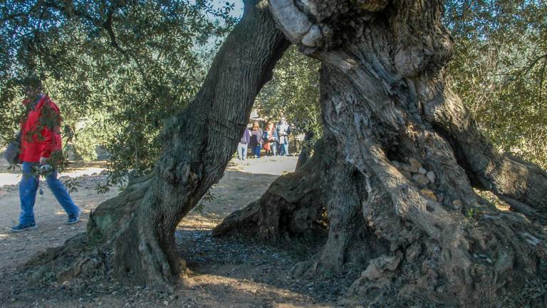 Una de les sortides serà a les oliveres mil·lenàries de Godall. Foto: J. Revillas