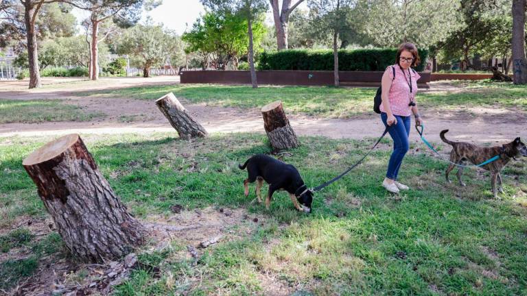 Se han talado 25 pinos en mal estado. Foto: Alba Mariné