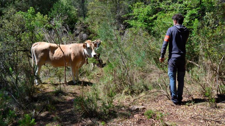 Rubén Alcázar amb les vaques de l’Albera que estan ara en una zona de bosc d’unes 14 hectàrees, on van menjant el sotabosc. foto: Montse Plana