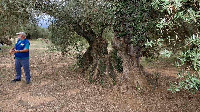 Una de les oliveres del Museu Natural de l’Arion, a Ulldecona. Foto: Joan Revillas
