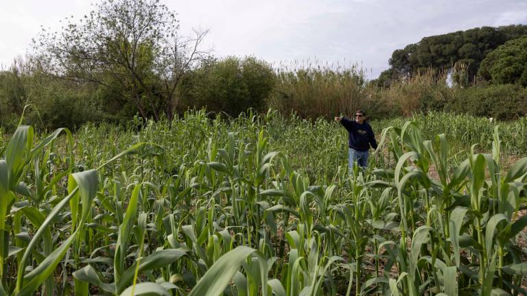 Un vecino muestra la cantidad de cañas que han crecido en la zona donde se instaló la lona. Foto: Àngel Ullate