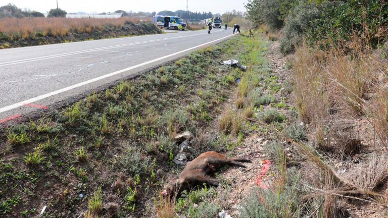 El jabalí muerto que causó el accidente de tráfico en la carretera de Reus a Cambrils. Foto: Alba Mariné