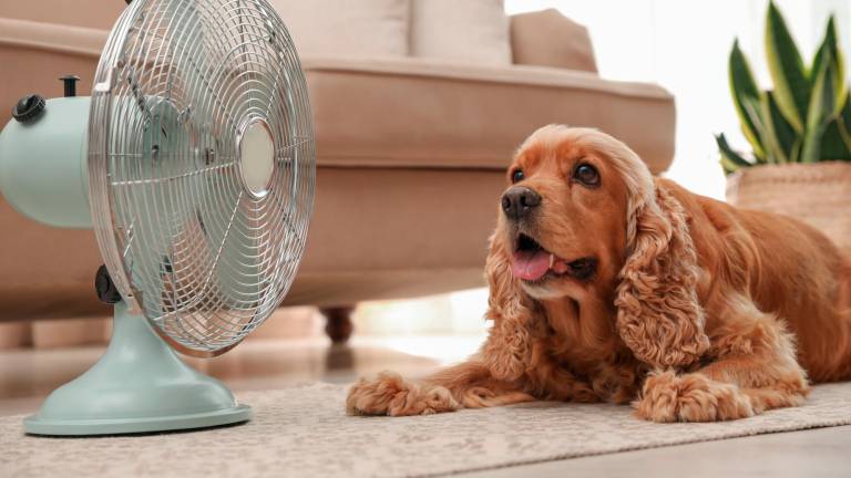Un buen corte de pelo veraniego puede disminuir la sensación de calor de tu mascota. FOTO: GETTY IMAGES