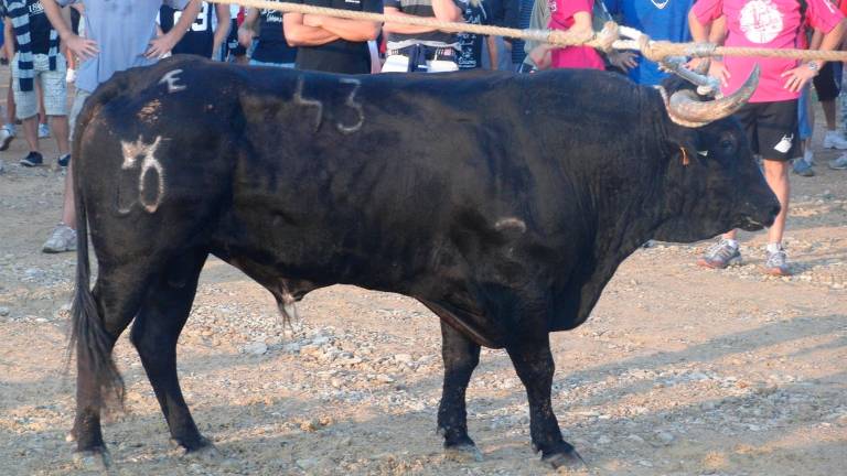 Un bou capllaçat a les festes d’Amposta. Foto: Joan Revillas