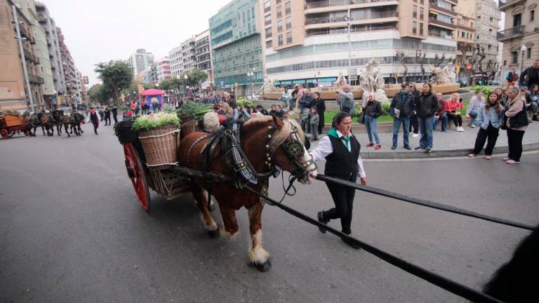 Unos 23 carros y más de 50 caballos participaron en la festividad dedicada a Sant Antoni. Foto: Àngel Ullate
