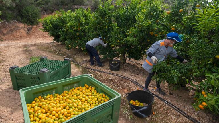 La collita de clementines a les Terres de l’Ebre ha durat un mes i mig, aproximadament. Foto: Joan Revillas