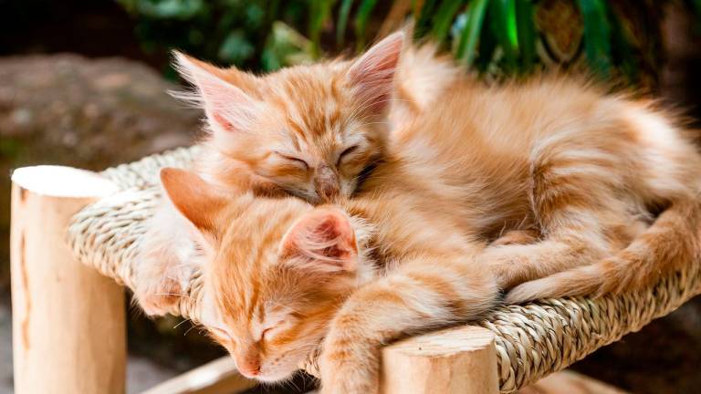 Dos gatos descansando. Foto: Pixabay