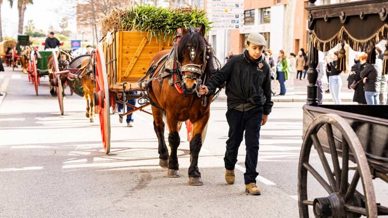 Los Tres Tombs de Vila-seca llena de caruajes y animales el centro de la localidad. foto: angel ullate
