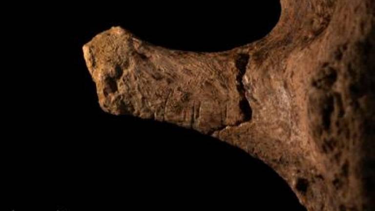 Investigadores del IPHES encuentran restos de elefante de más de 12.000 años