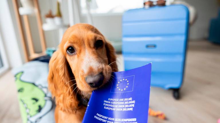 Imagen de una mascota con su pasaporte europeo. Foto: Comisión Europea