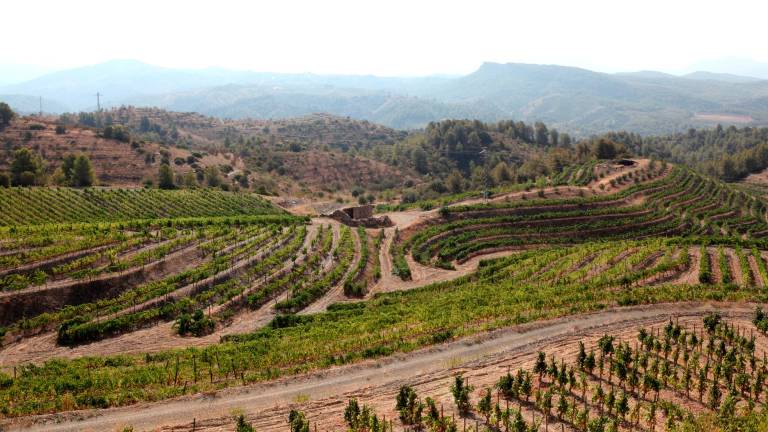 La agricultura, y básicamente la viña, es parte central de la economía del Priorat junto al turismo. FOTO: Alba Mariné