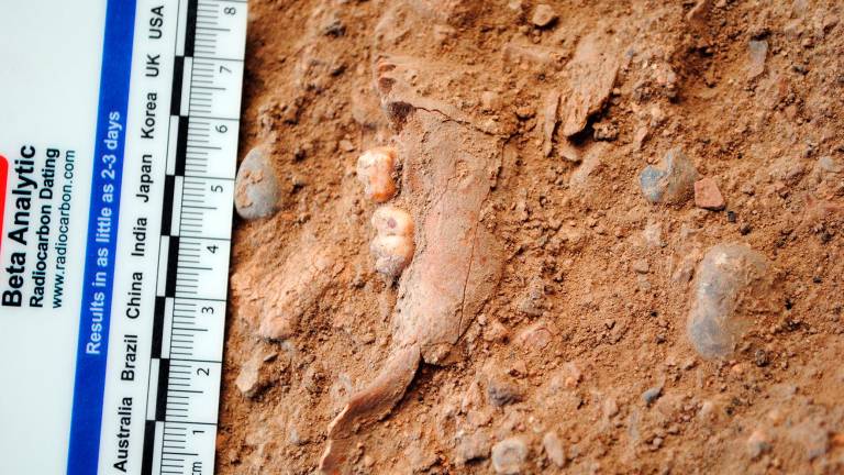 Encuentran una mandíbula de hace 15.000 años en Tarragona