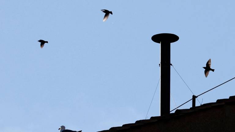 Millones de personas siguieron por televisión la retransmisión de la fumata, pendientes de una pequeña chimenea y de una familia de gaviotas. FOTO: EFE