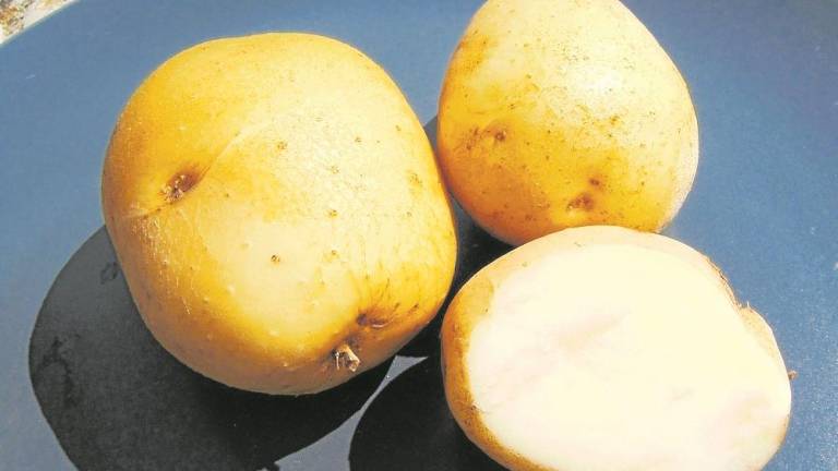 La patata de Prades tiene unas características únicas. FOTO: Cedida