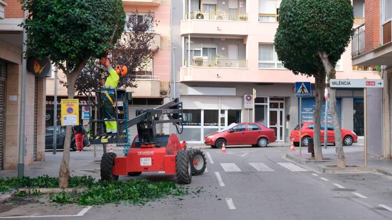 Un trabajador repasa un árbol de la calle Santa Joaquima de Vedruna. Foto: Cedida