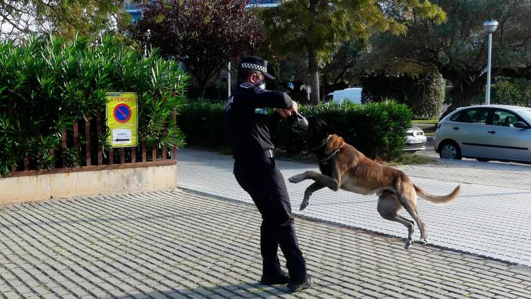 La Policía Local de Salou cuenta desde 2018 con el refuerzode una unidad canina para complementar el trabajo delos agentes. Foto: Aj. Salou