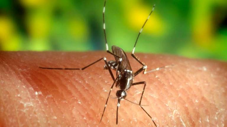 El virus del Nilo lo transmiten los mosquitos a través de sus picaduras. Foto: EFE