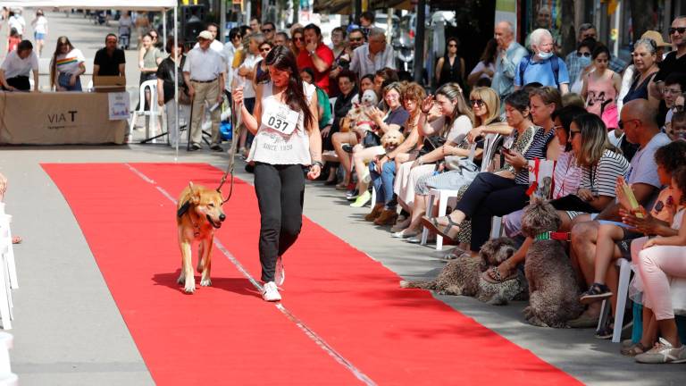 Instante del desfile canino de ayer en la Rambla Nova con mucho público. Foto: Pere Ferré