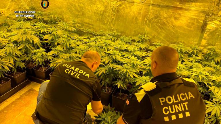 Dos agentes junto a las plantas de marihuana. Foto: Cedida