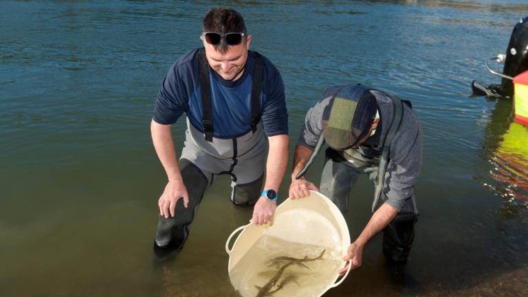 Els tècnics alliberen diversos exemplars d’esturió, al riu Ebre a l’altura de l’assut a Tivenys. Foto: Joan Revillas