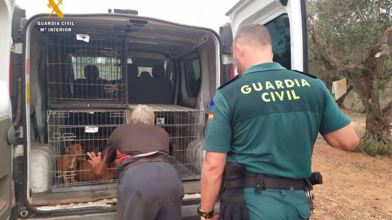 $!La Guardia Civil rescata 25 perros abandonados en Camarles