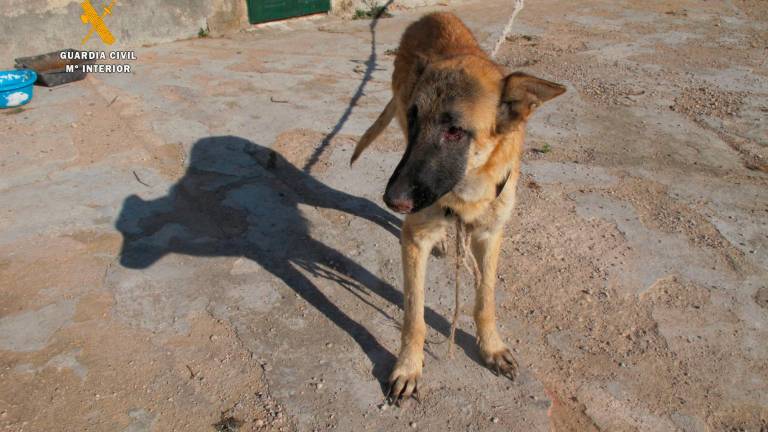 $!La guardia Civil investiga varios casos de presunto maltrato animal en Tarragona