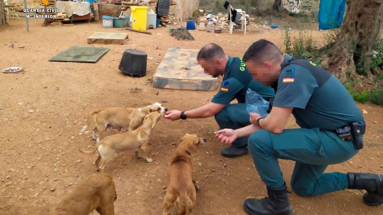 Los perros, al ser hallados por la Guardia Civil. Foto: Guardia Civil