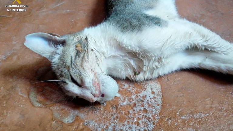 ¿Quién envenena a los gatos en Tarragona?