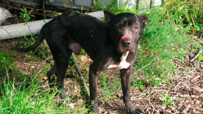 Investigan a un vecino de Alcover por maltratar a dos perros de raza peligrosa