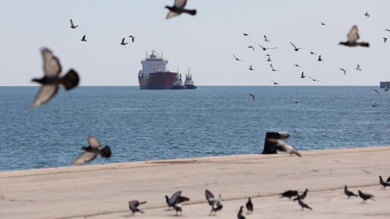 Imagen de un grupo de palomas en el Port de Tarragona. Foto: Pere ferré