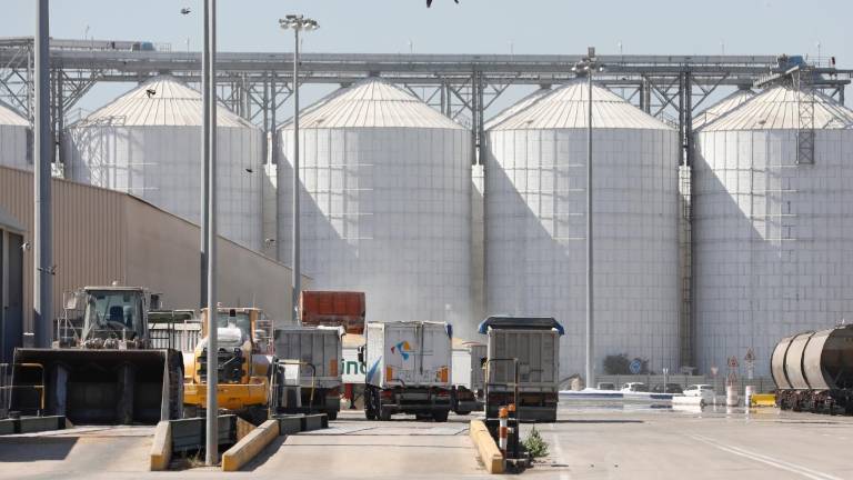 En los silos y contenedores del Port, llenos de pienso, estas aves encuentran su alimento. Foto: Pere Ferré