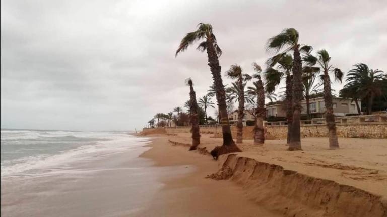 $!El Vendrell plantea retirar las palmeras de las playas por peligrosas